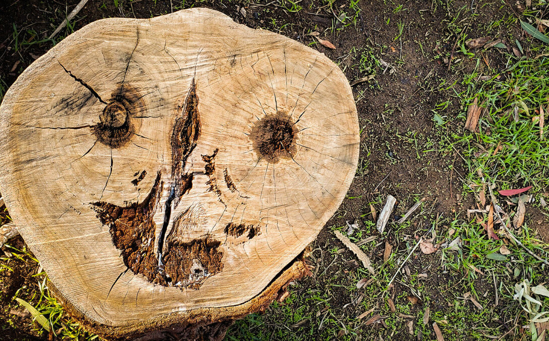 que-es-la-pareidolia_57_0_1086_675.jpg
