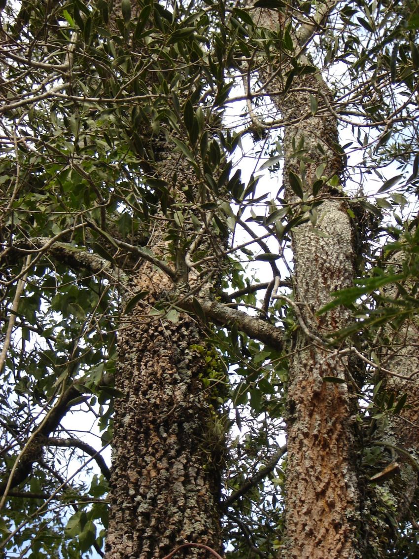 quebracho-blanco.jpg