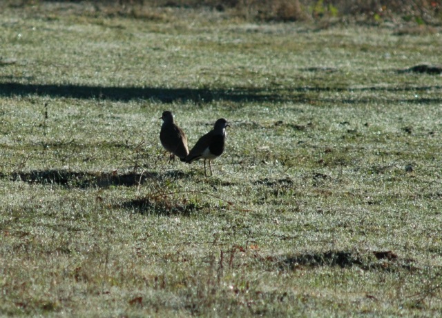 Queltehue-Variellus_Chilensis_Chilensis.jpg