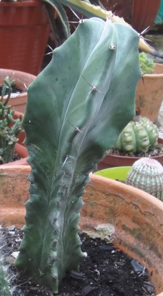 queratorensis.jpg