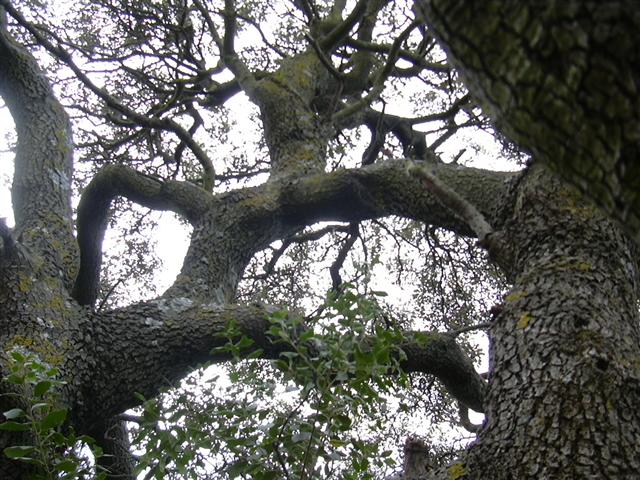 Quercus%20ilex%20ballota%20%288%29%20%28Small%29.JPG