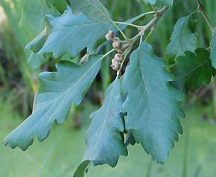 quercus-canariensis.jpg