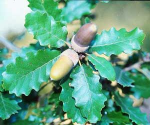quercus-humilis.jpg