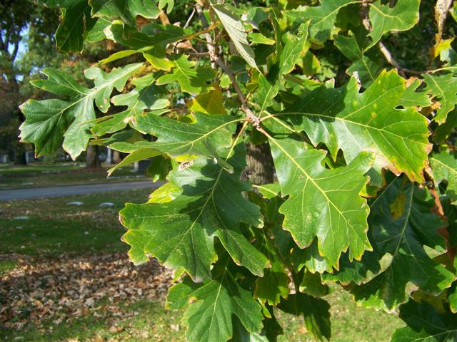 Quercus.macrocarpa.SG%283%29%28Small%29.JPG