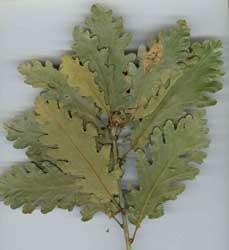 quercus-petraea.jpg