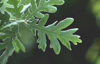 quercus-pyrenaica12.jpg