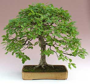 quercus-robur-bonsai-3.jpg