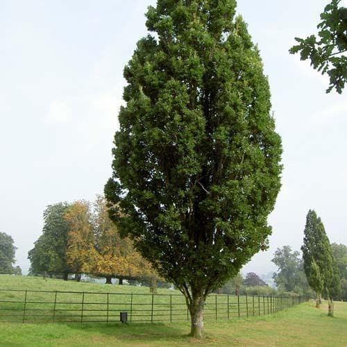 Quercus-robur-Fastigiata-Koster-01_800x.jpg