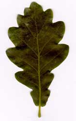 quercus-robur-hojas.jpg