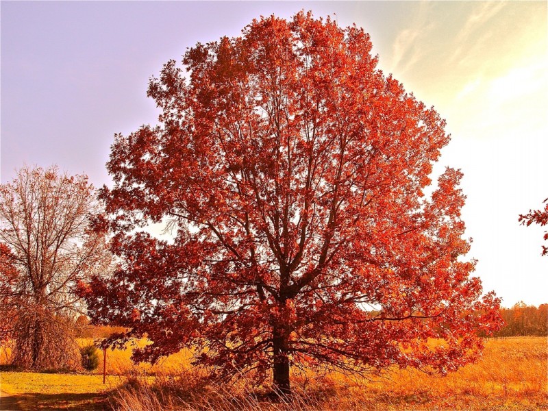 quercus-rubra-detalle-porte-800x600.jpg