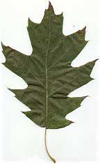 quercus-rubra-hojas.jpg