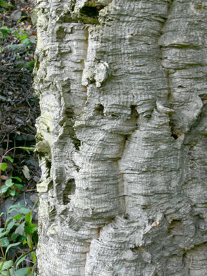 quercus-suber-3.jpg