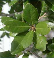 quercus-virginiana-hojas.jpg