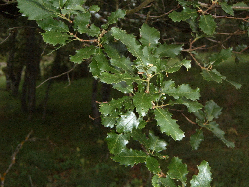 quercus1.jpg
