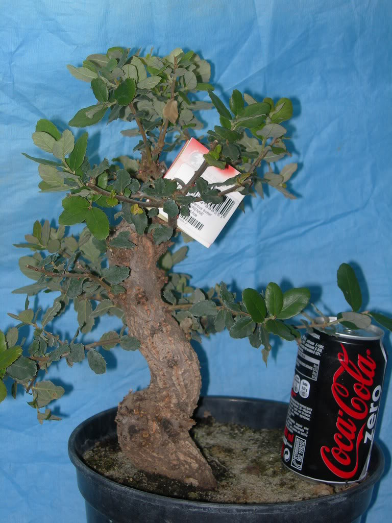 Quercus2.jpg