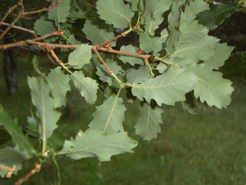 quercus2.jpg