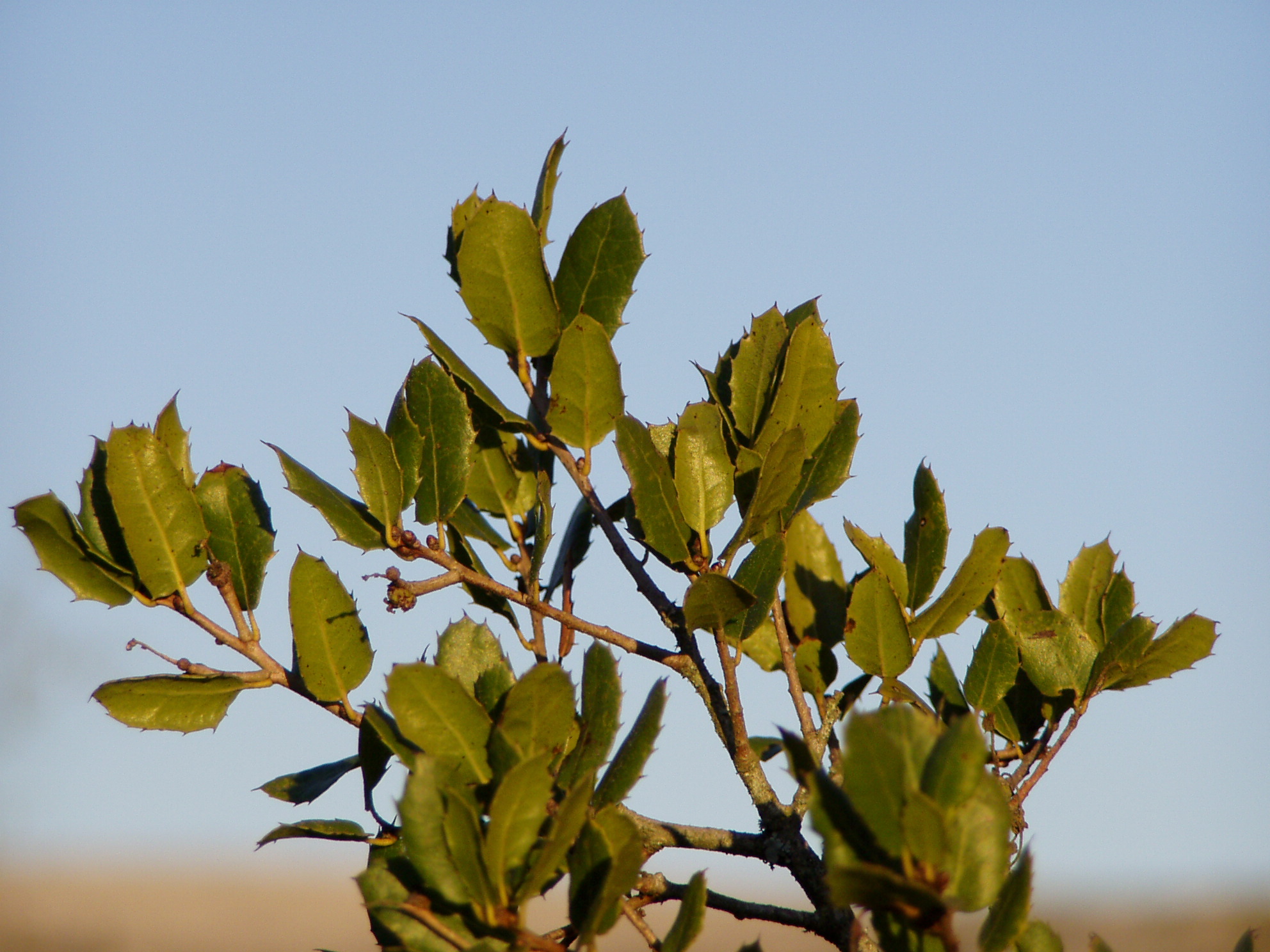 Quercus_coccifera_leaves.jpg