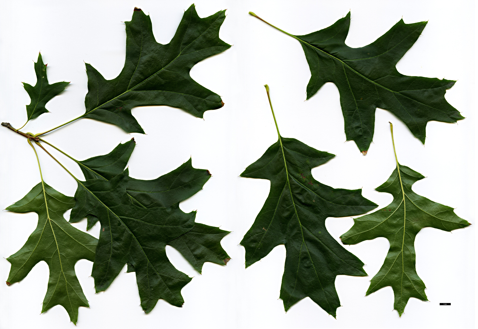Quercus_coccinea_HBUG19831259-wld_JDL017224_15OCT2010_01%20-%20kopie.jpg
