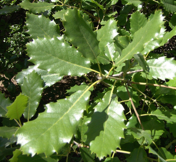 Quercus_faginea_hojas.jpg
