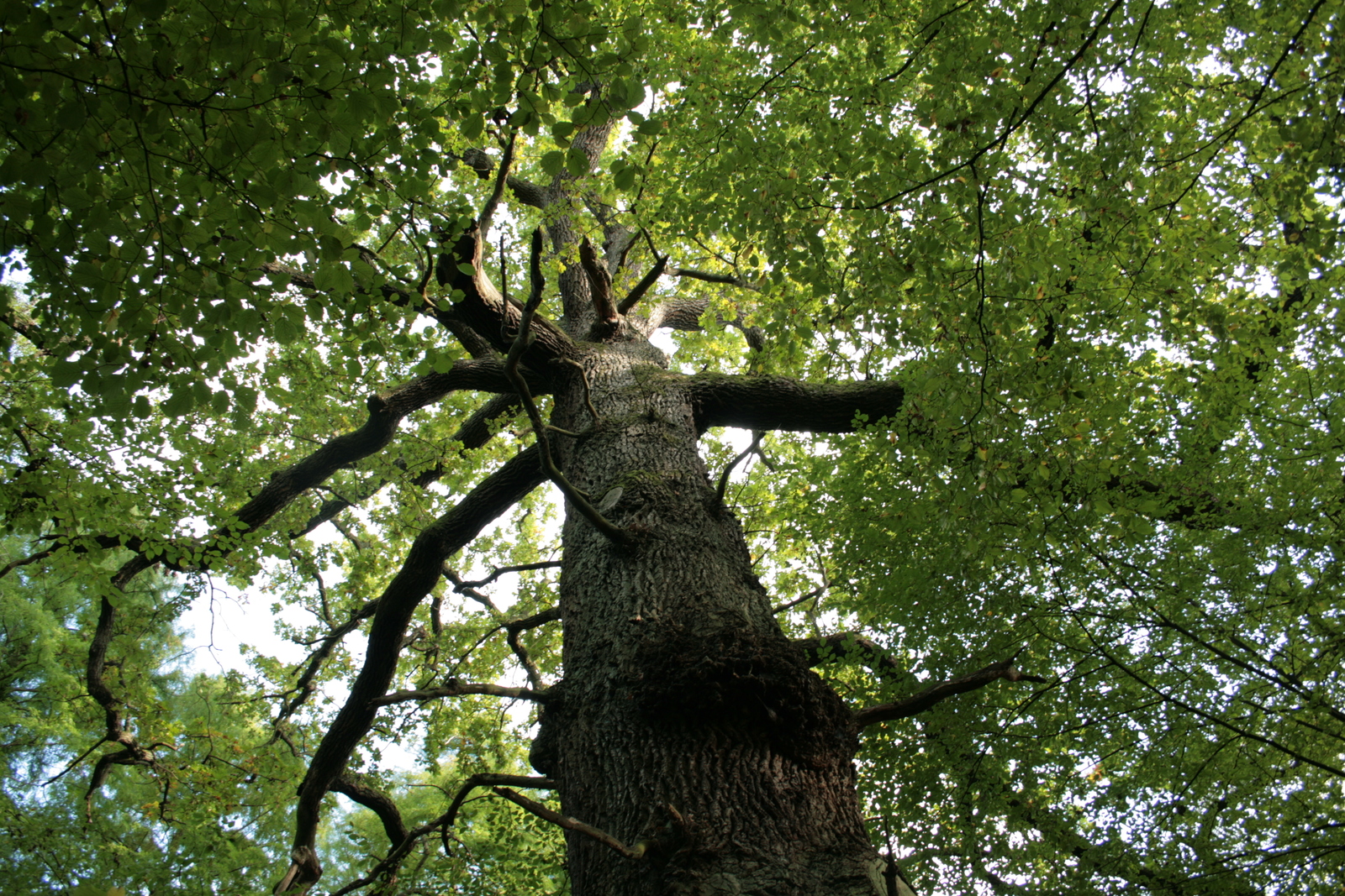 Quercus_robur_-_La_Hulpe_(1b).JPG
