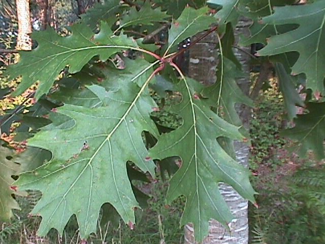 Quercus_rubra_06.jpg