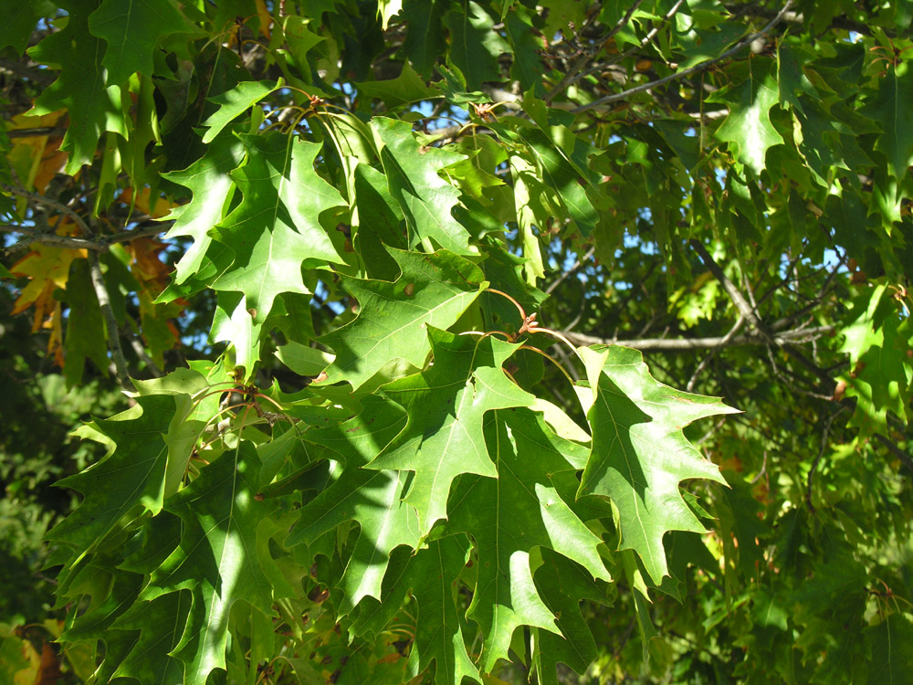 Quercus_rubra_21b.jpg