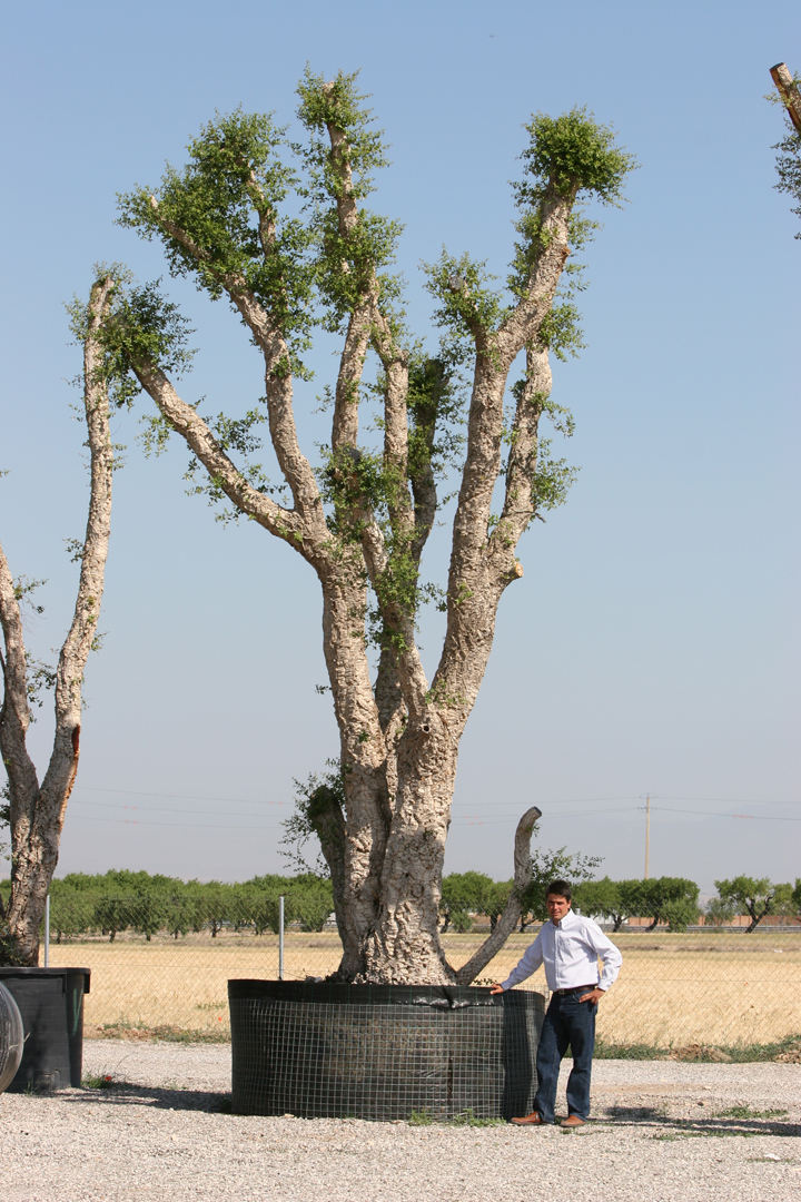 quercus_suber_720.jpg