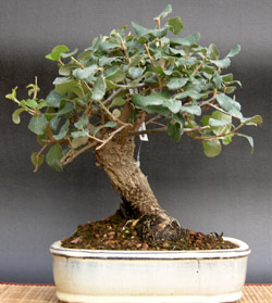 quercus_suber_alcornoque_bonsai_3.jpg