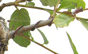 quercus_suber_alcornoque_bonsai_alambrado.jpg