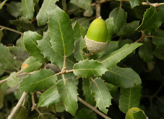 Quercusilex1.jpg