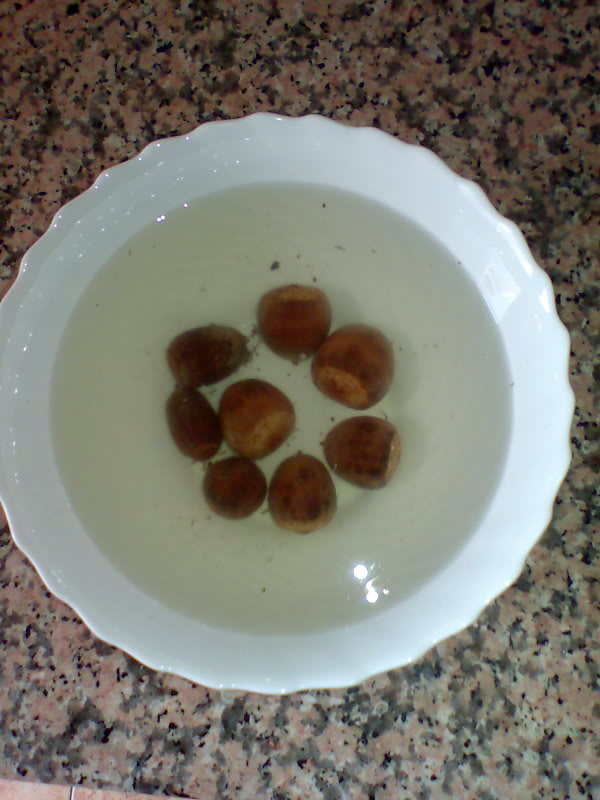 Quercusmacrocarpa01.jpg