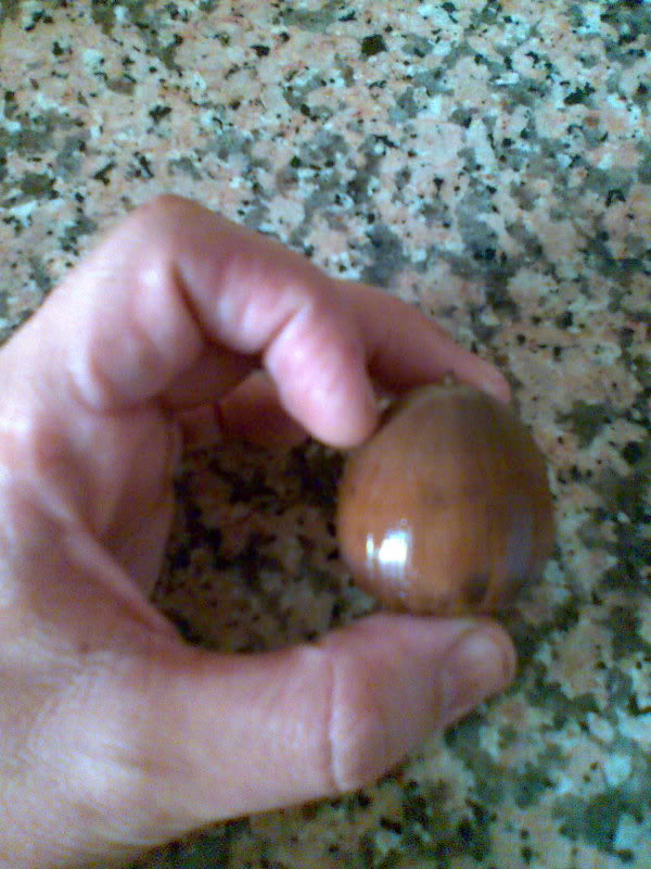 Quercusmacrocarpa02.jpg