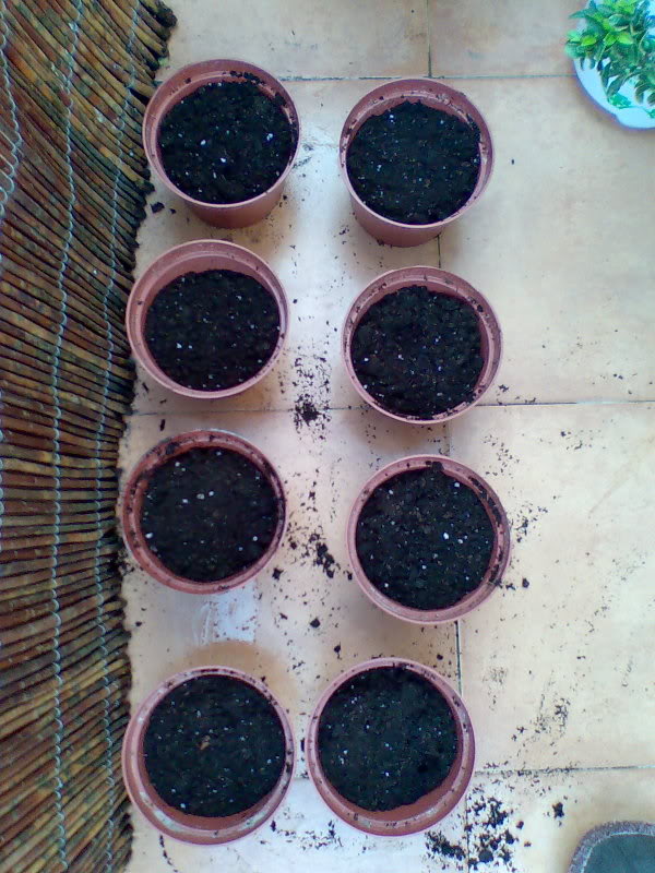 Quercusmacrocarpa03.jpg