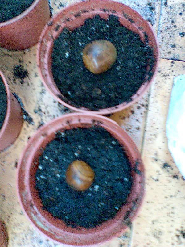 Quercusmacrocarpa04.jpg