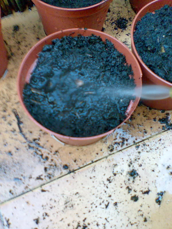Quercusmacrocarpa05.jpg