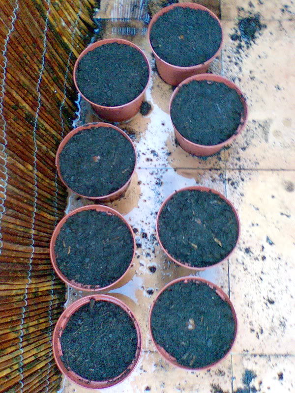 Quercusmacrocarpa06.jpg