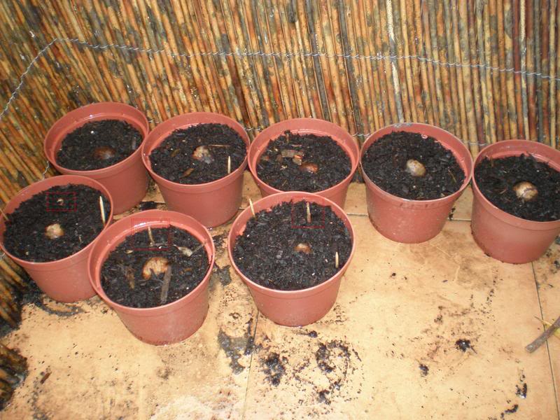 Quercusmacrocarpa07-1.jpg