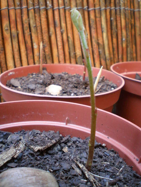 Quercusmacrocarpa12.jpg