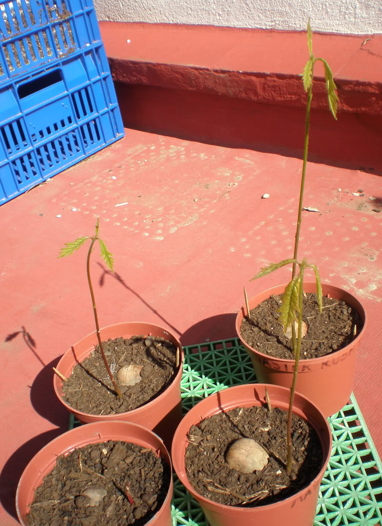 Quercusmacrocarpa14.jpg