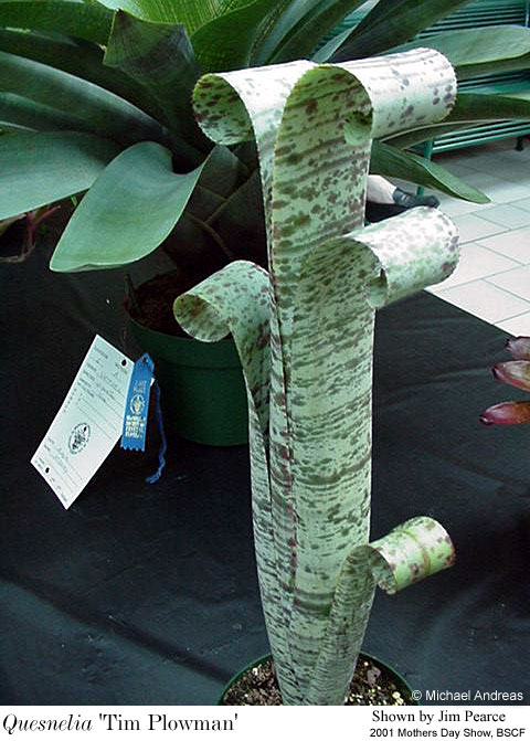 quesnelia_Tim_Plowman_bscf01.jpg