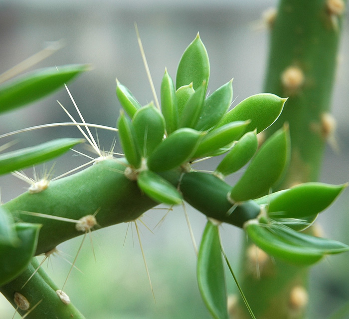 Quiabentia_verticillata.jpg