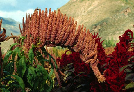 quinoa-9.jpg