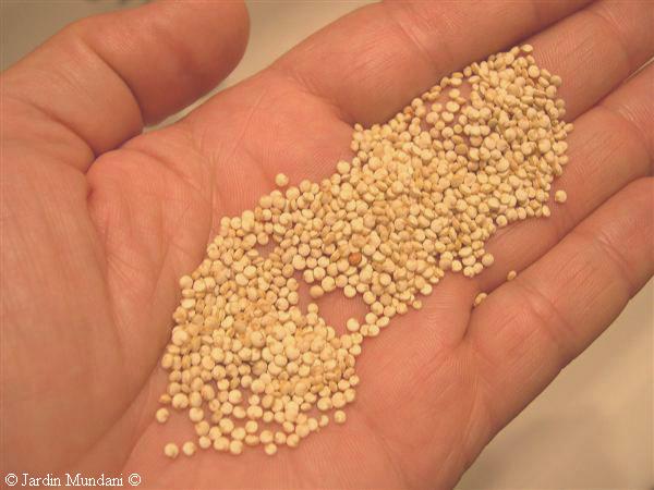 quinoa-real.jpg