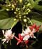 quisqualis-indica-flores.jpg