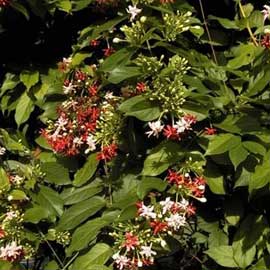quisqualis-indica.jpg
