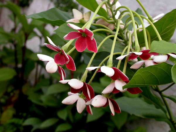 Quisqualis-indica2.jpg