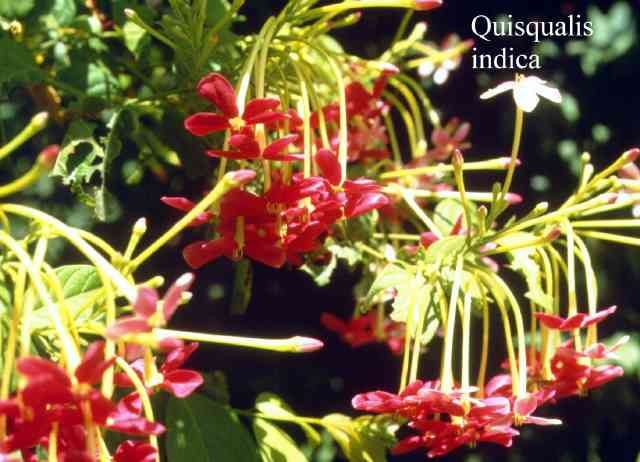Quisqualis_indica.jpg