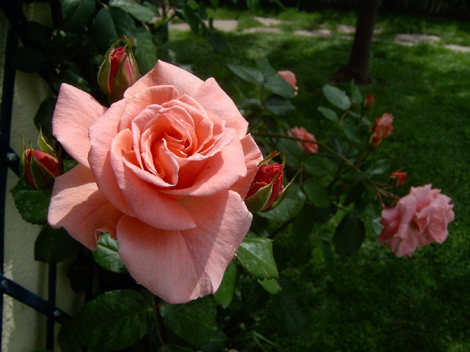 R.Salm%F3n%203.jpg
