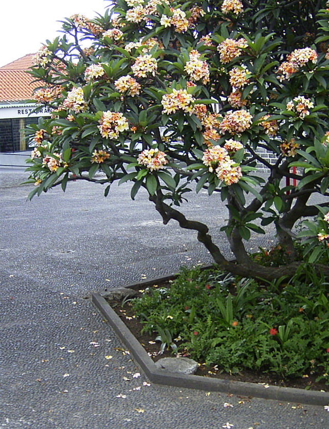 R0015341MADEIRA.jpg