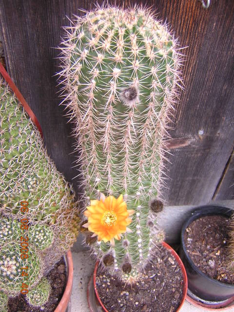 r036uc.jpg